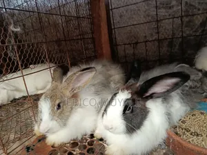 Angora Rabbits