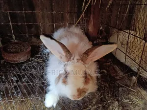 Angora Rabbits
