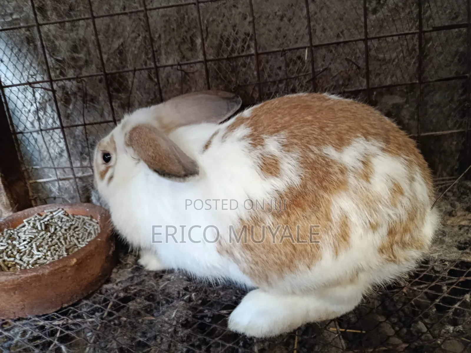 Angora Rabbits