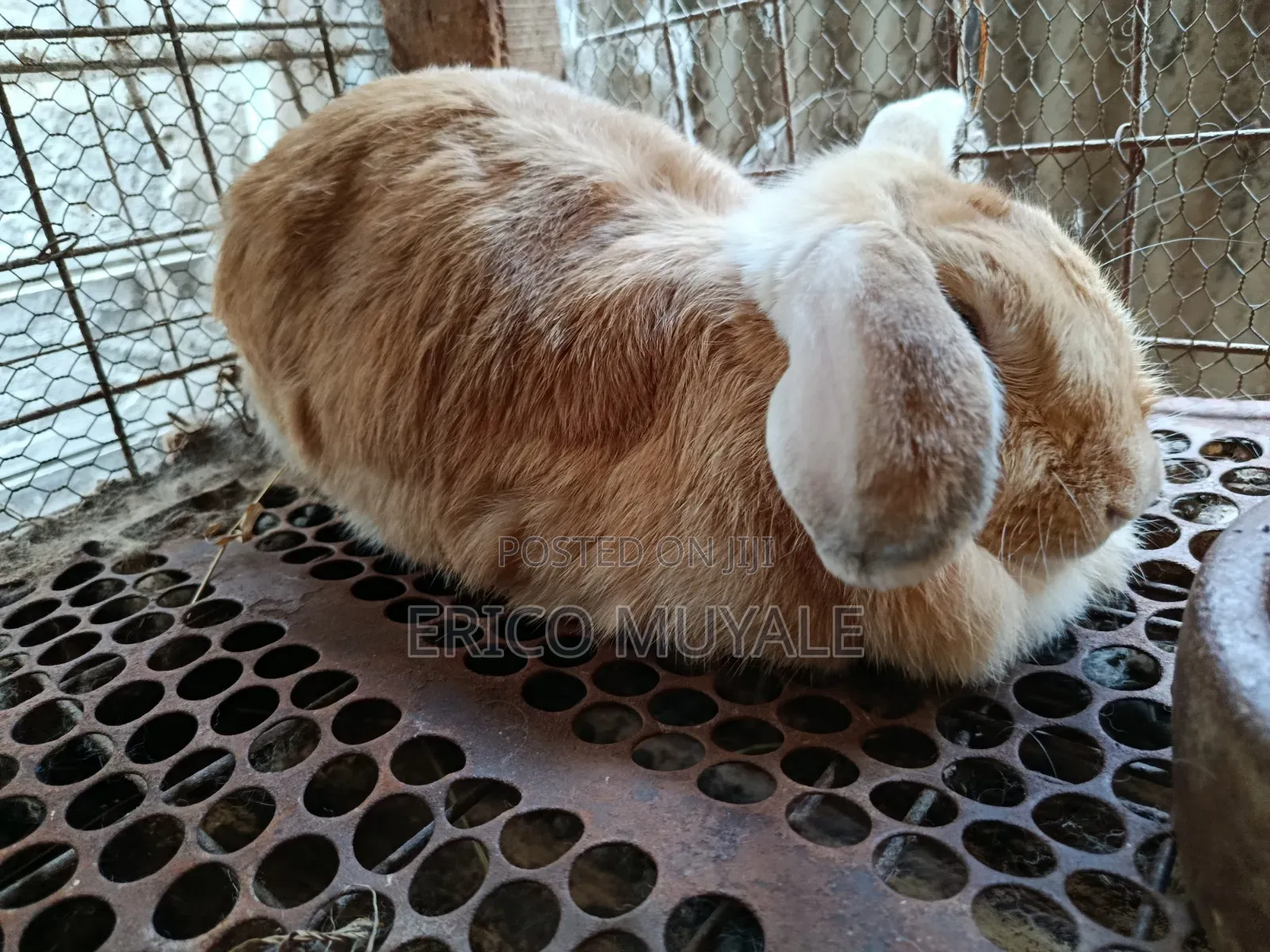 Angora Rabbits