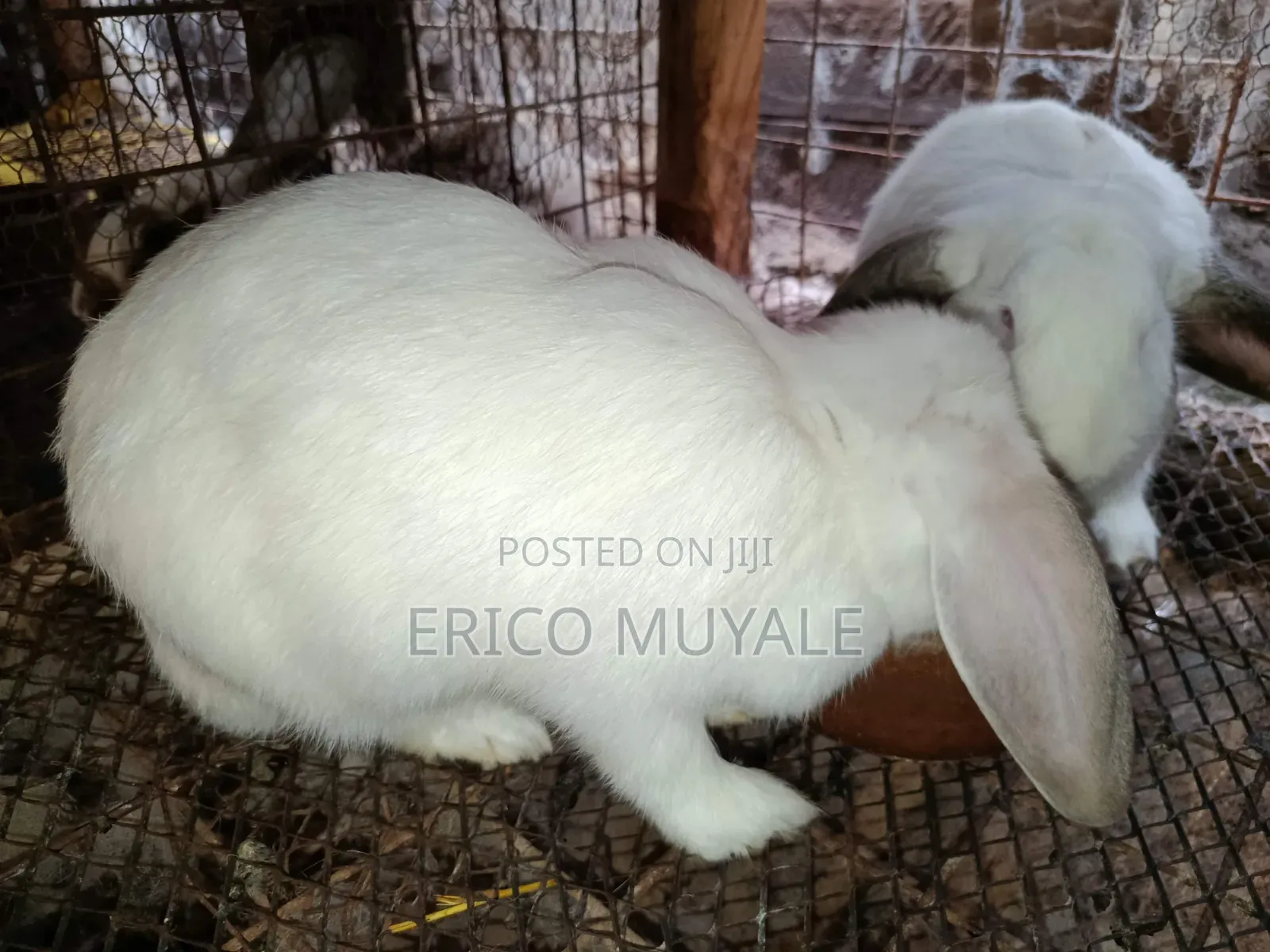 Angora Rabbits