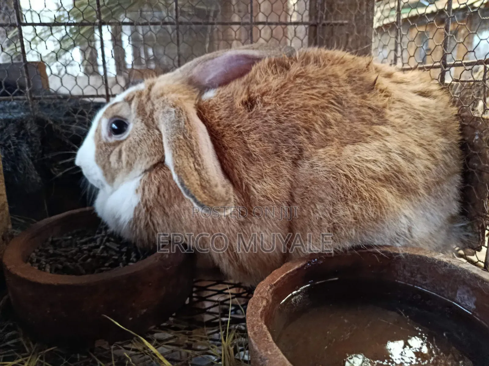 Angora Rabbits