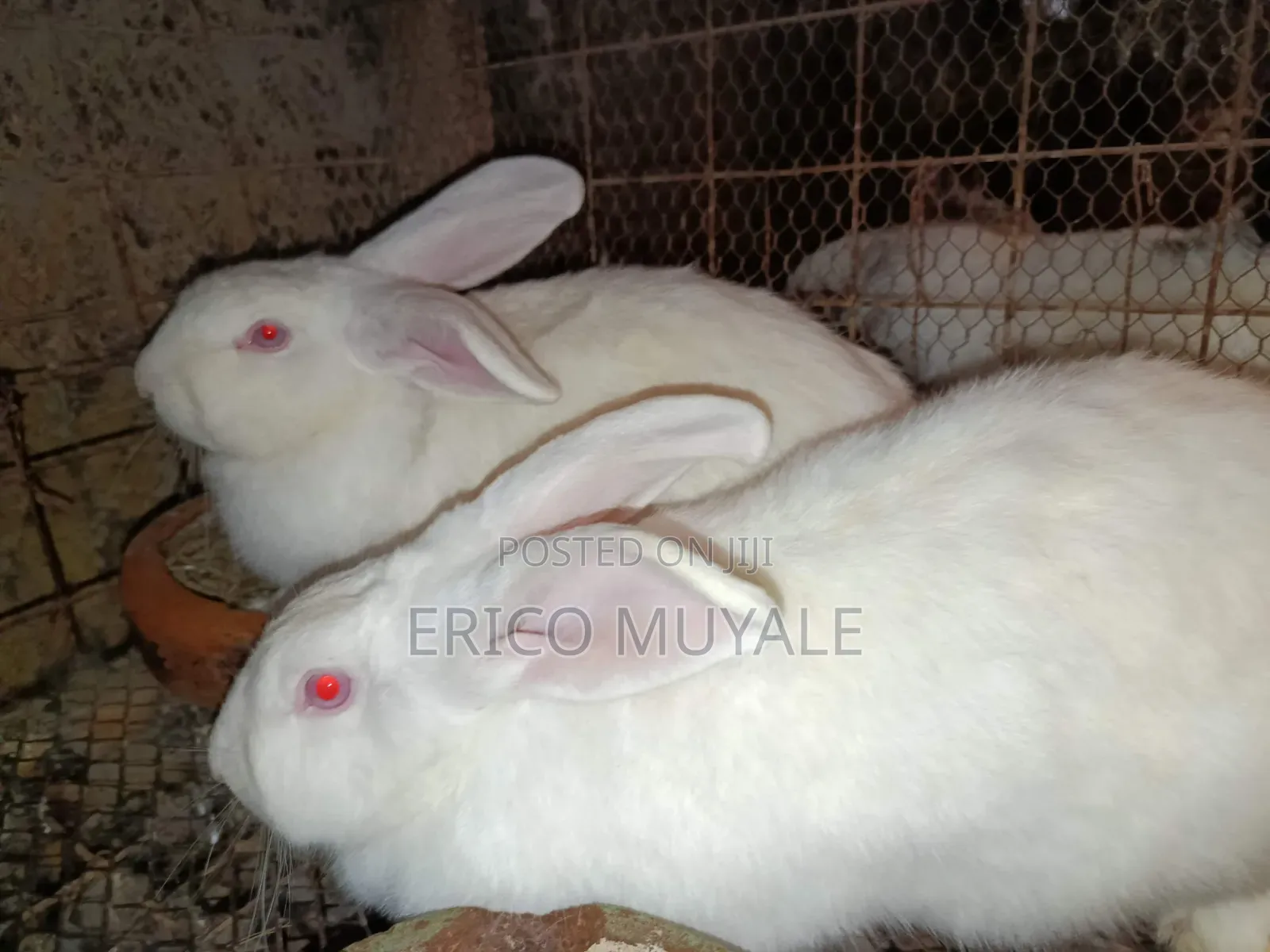 Angora Rabbits