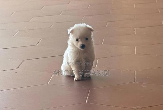 1-3 months Female Purebred Japanese Spitz