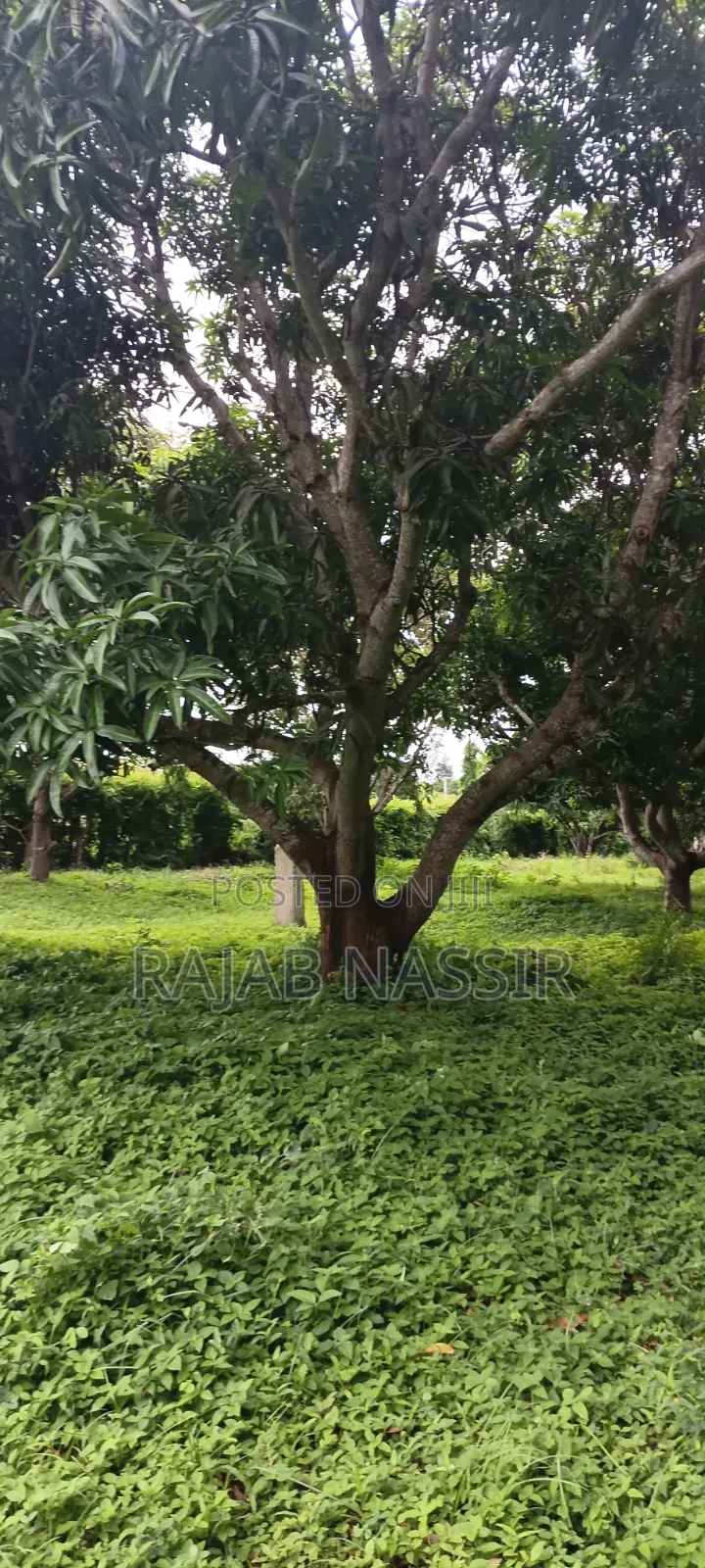 4 Acres Onsale Within Malindi Msabaha Area