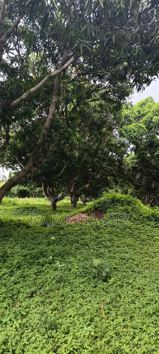 4 Acres Onsale Within Malindi Msabaha Area - thumbnail 5