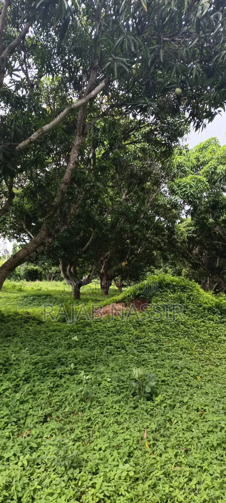 4 Acres Onsale Within Malindi Msabaha Area