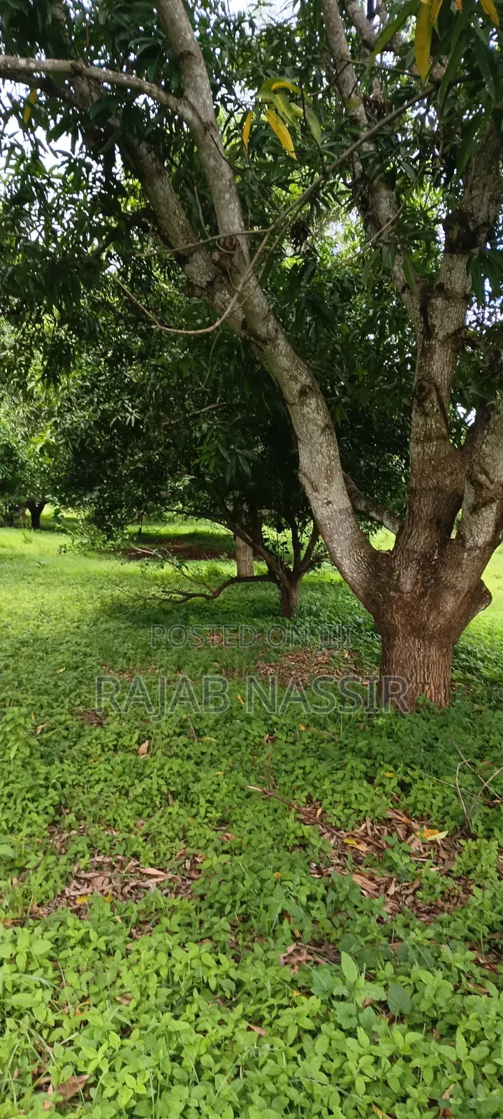 4 Acres Onsale Within Malindi Msabaha Area