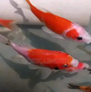 Ornamental Aquirium Fish Fingerlings