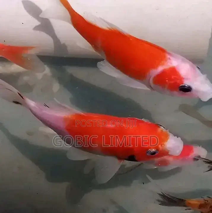 Ornamental Aquirium Fish Fingerlings