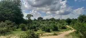 Palakumi/Ganze
