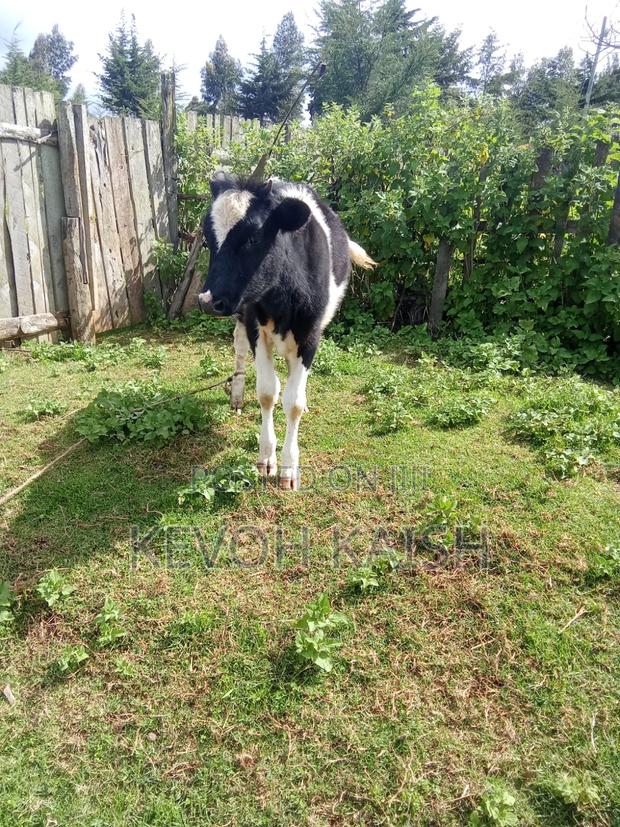 Friesian Heifer - main view