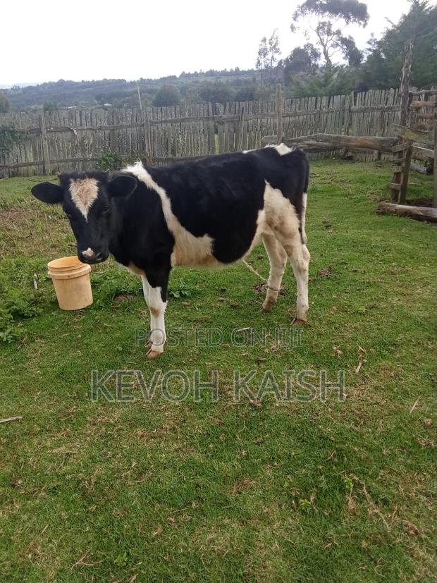 Friesian Heifer - thumbnail 3