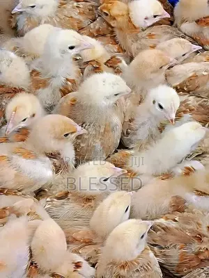 Chicks From One Day Old