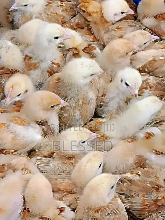 Chicks From One Day Old