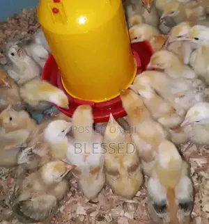 Chicks From One Day Old