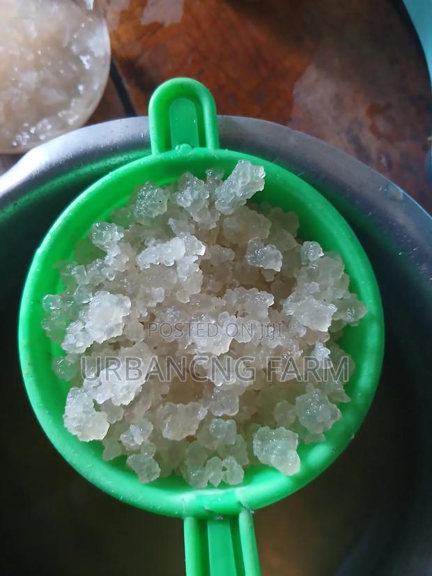 Water Kefir Grains - thumbnail 2