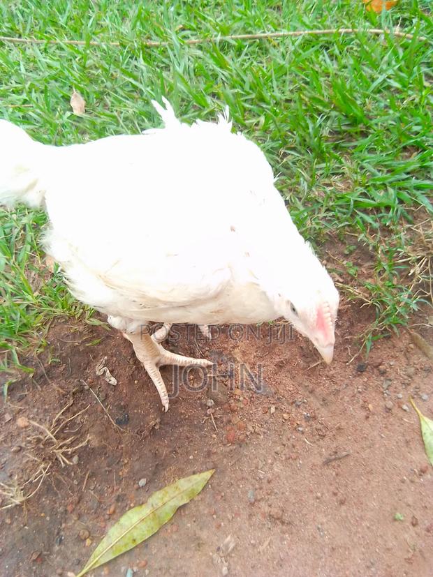 Broilers Chicken - thumbnail 2