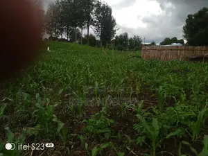 Prime 1/8 Acre Plot for Sale – Bahati, Nakuru Secure This Prime 50×100