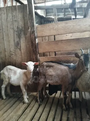 Dairy Goat Kids