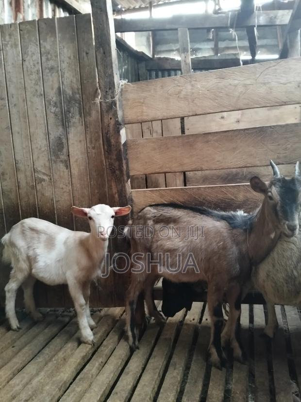 Dairy Goat Kids