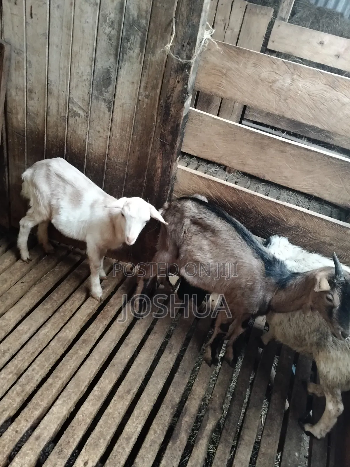 Dairy Goat Kids