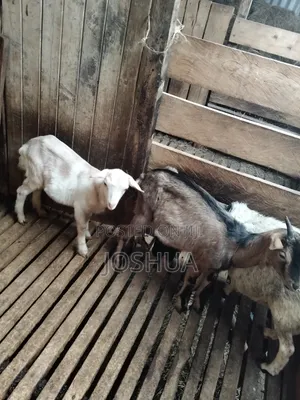 Dairy Goat Kids