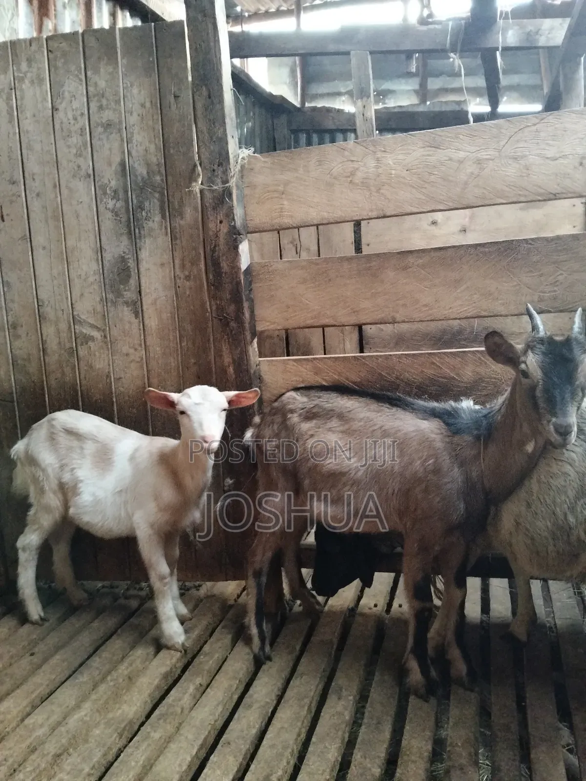 Dairy Goat Kids