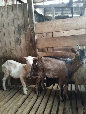 Dairy Goat Kids