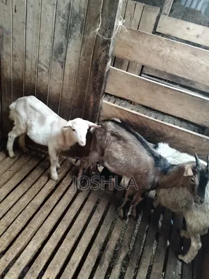 Dairy Goat Kids