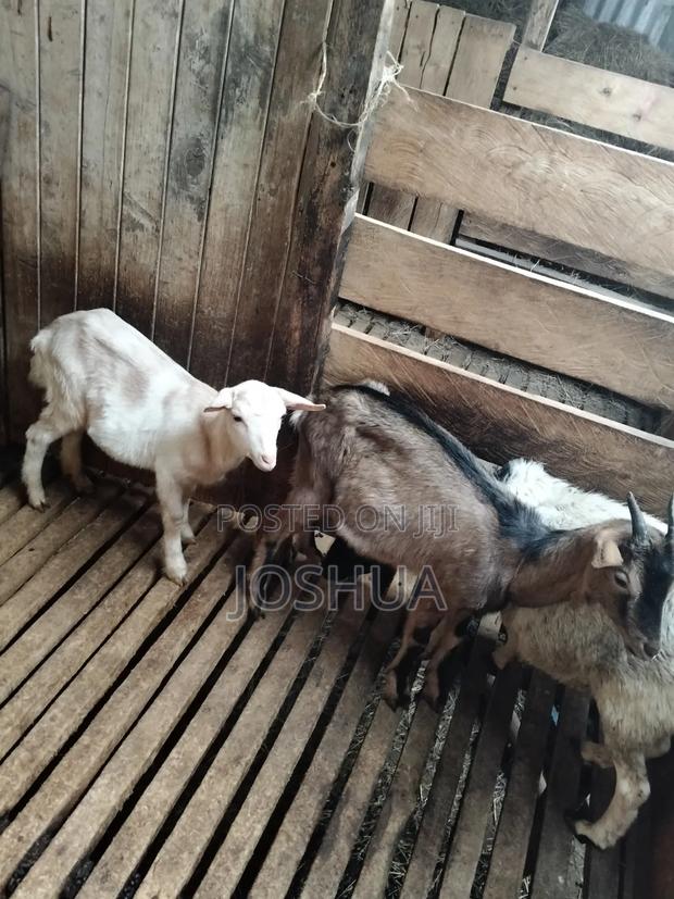 Dairy Goat Kids - thumbnail 4