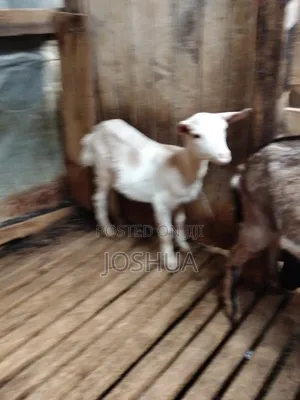 Dairy Goat Kids