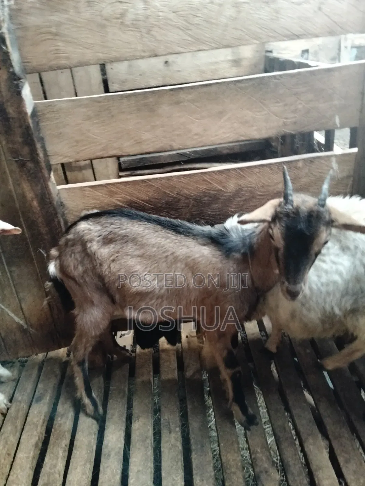 Dairy Goat Kids