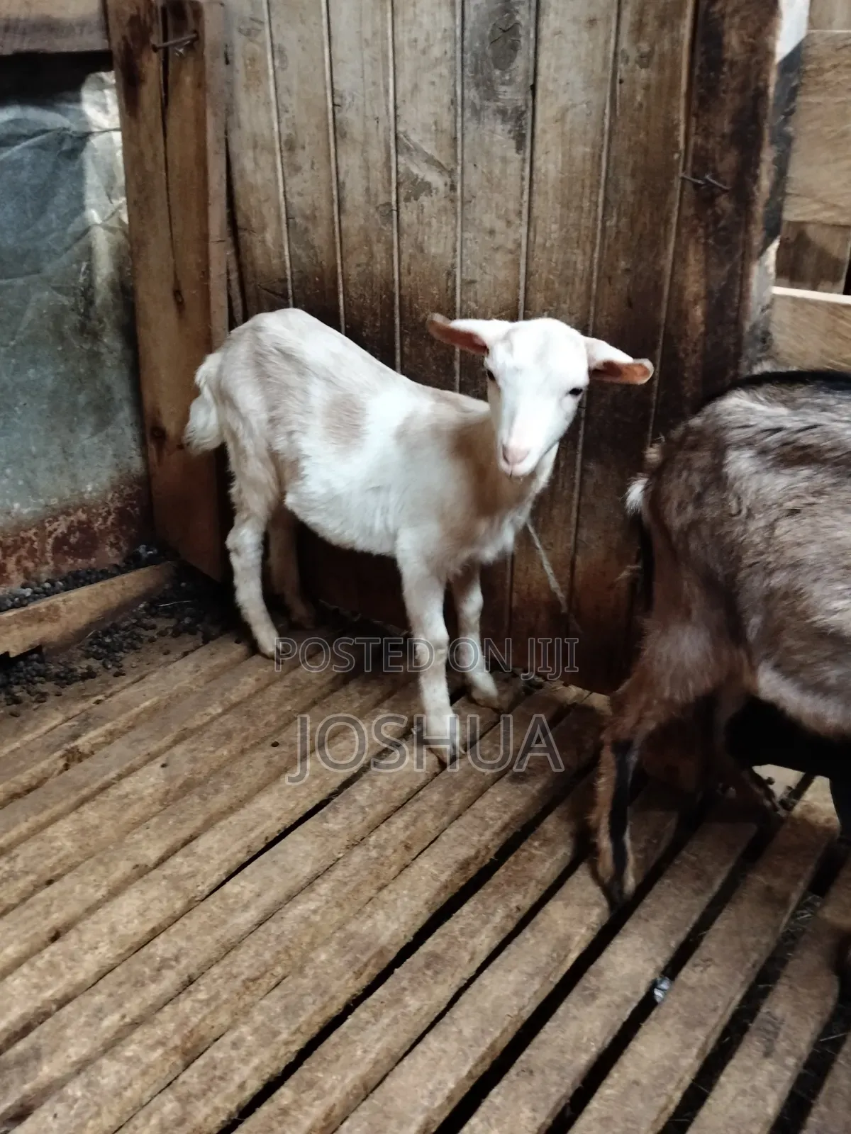 Dairy Goat Kids