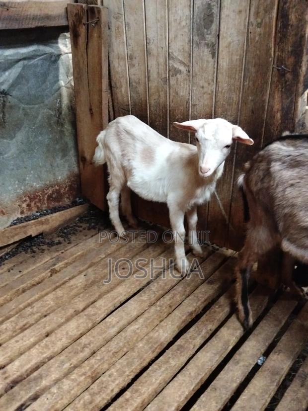 Dairy Goat Kids - thumbnail 8