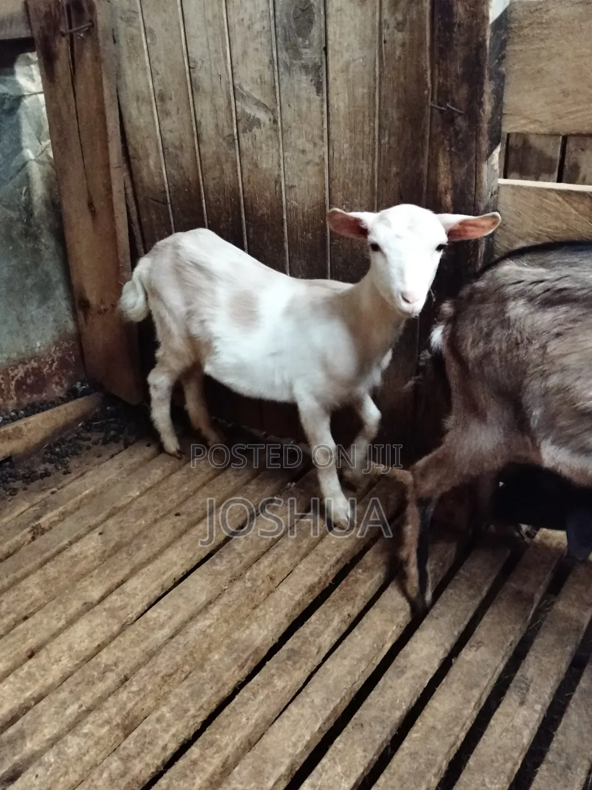 Dairy Goat Kids