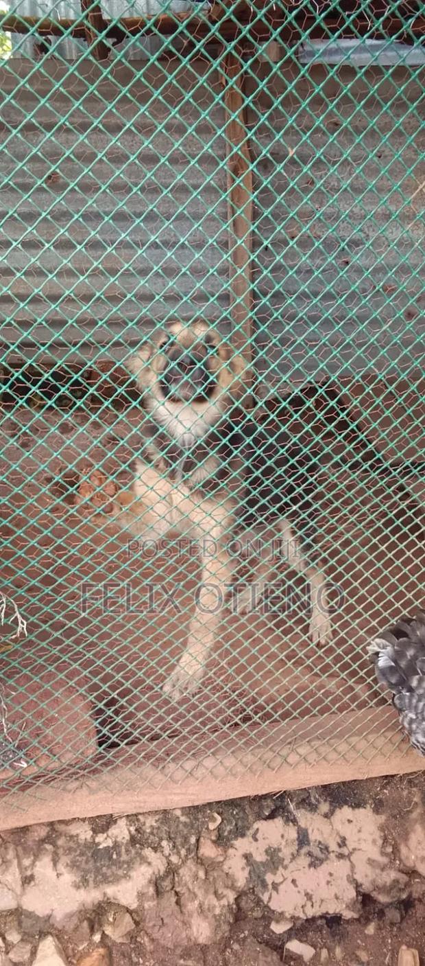 1-3 months Male Purebred German Shepherd
