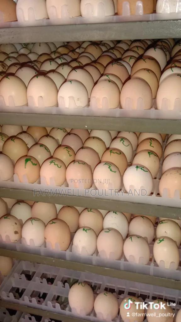 Egg Incubating Services - main view