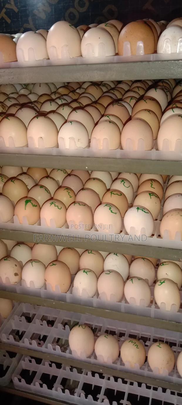 Egg Incubating Services - thumbnail 3