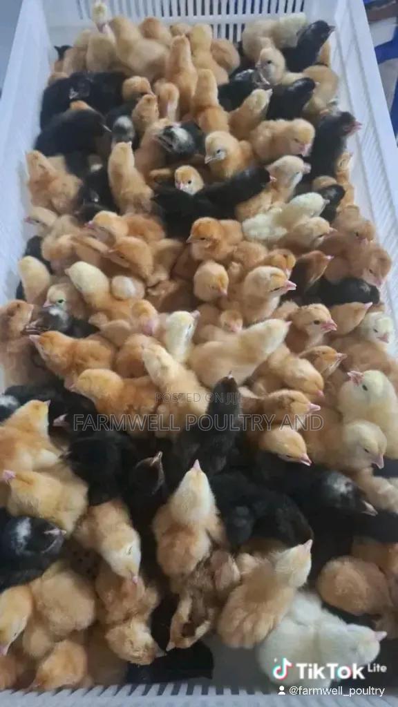 Egg Incubating Services - thumbnail 4