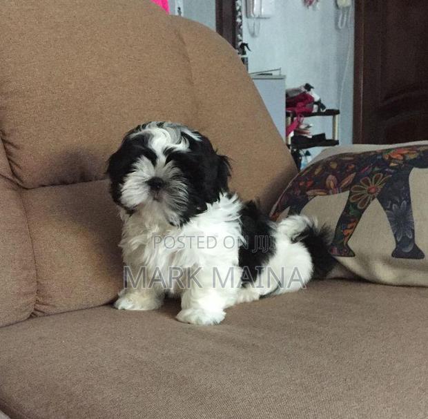 1-3 months Female Purebred Maltese
