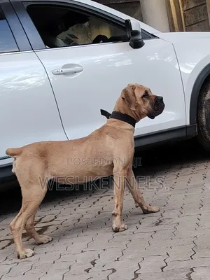 6-12 months Female Purebred Boerboel