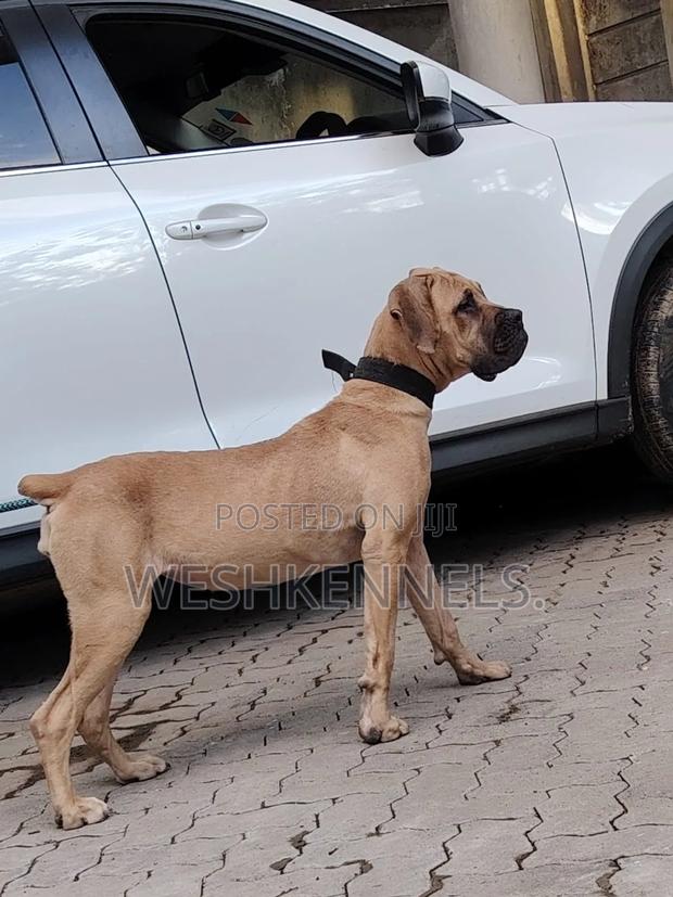 6-12 months Female Purebred Boerboel