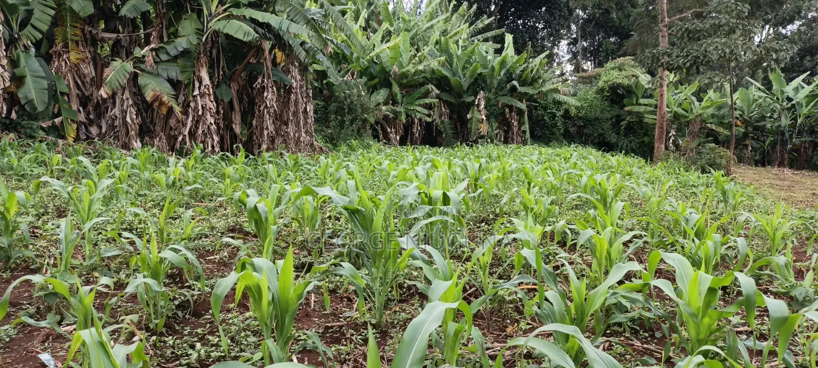 Plots for Sale