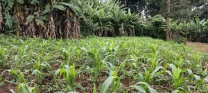 Plots for Sale