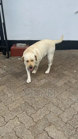 Dog Grooming Services Available Now!