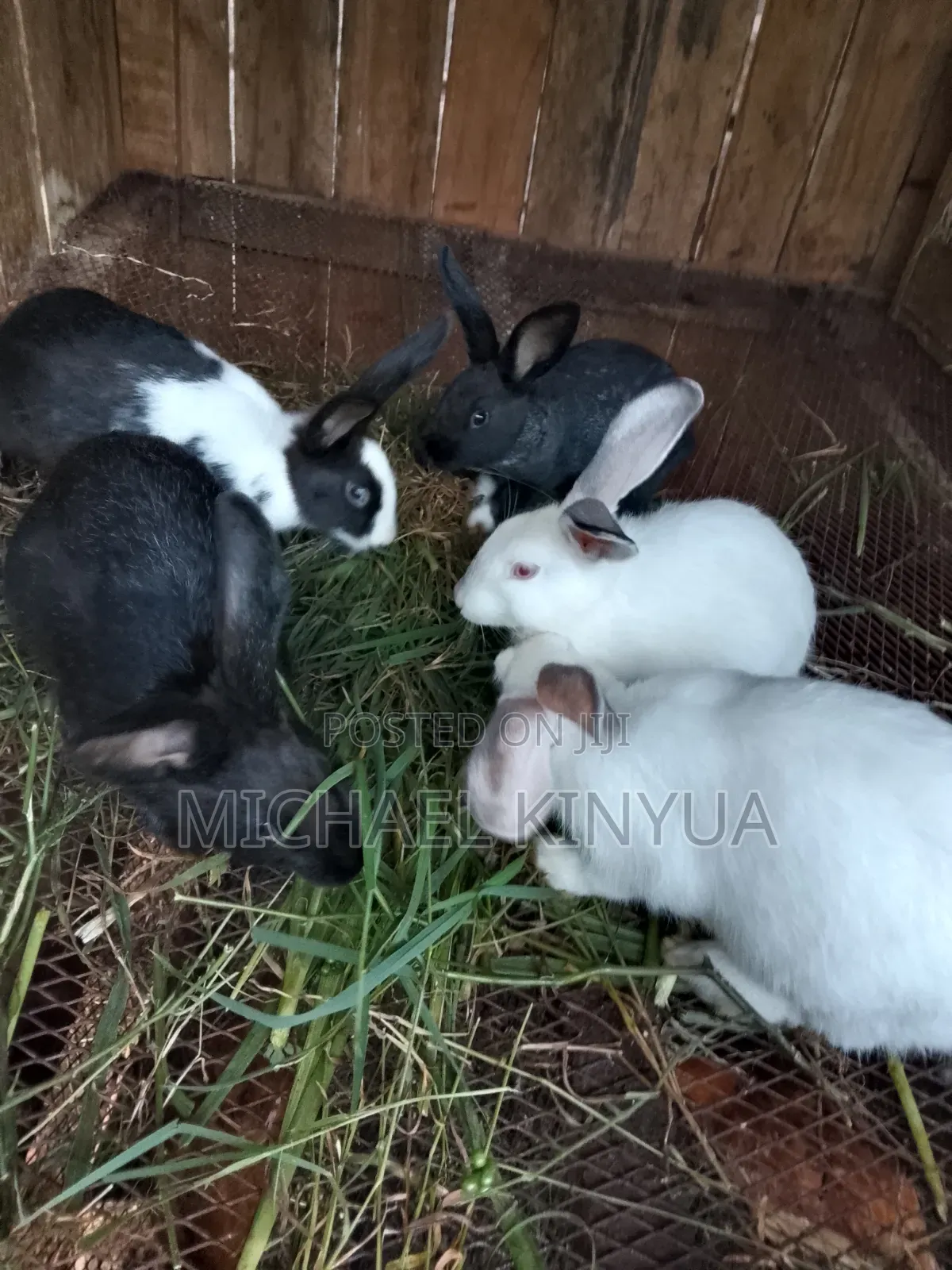 Healthy Rabbits