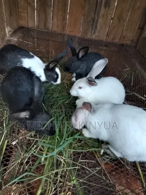 Healthy Rabbits