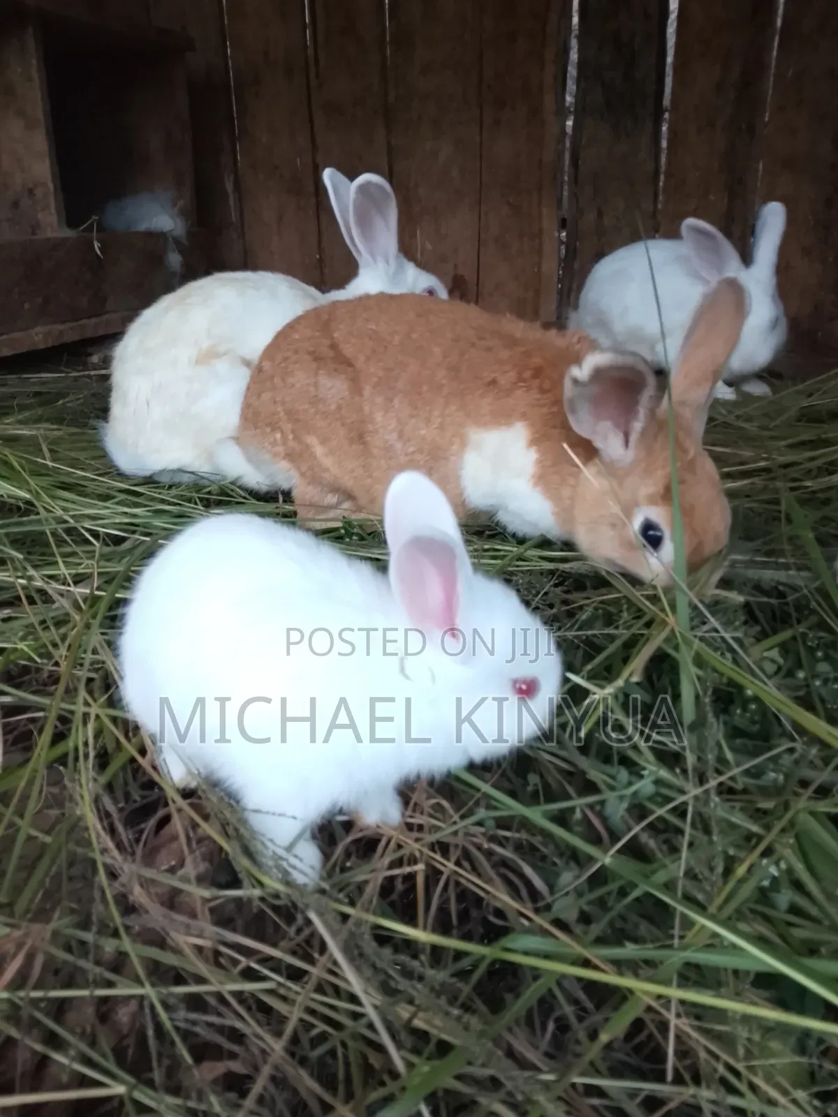 Healthy Rabbits