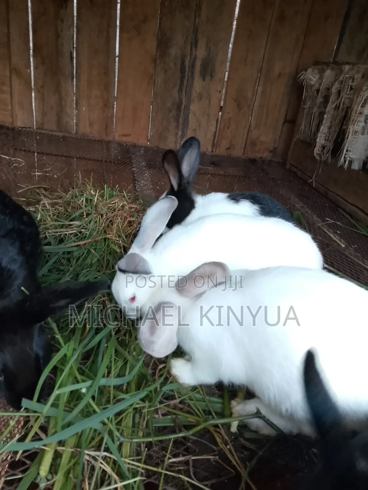 Healthy Rabbits
